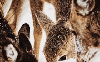 Картинка олень, животные, животное, природа, снег, зима