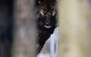 Картинка волк, дикий, хищник, животное, животные, природа, лес, деревья, дерево, черный