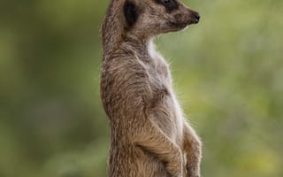 Картинка сурикат, мангуст, животные, животное, природа