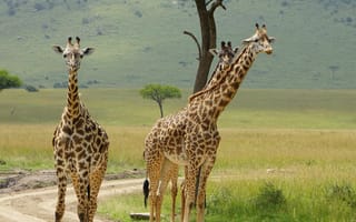 Картинка жираф, животные, животное, природа, дерево, саванна, сухая, Африка, африканская