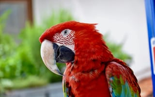 Картинка красный ара, ара, макао, попугай, птица, птицы, животное, животные