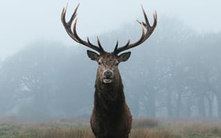 Картинка олень, животные, животное, природа, лес, деревья, дерево, туман, дымка