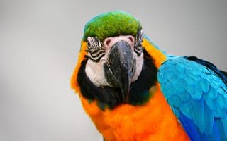 Картинка ара, макао, попугай, птица, птицы, животное, животные
