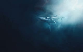 Картинка кит, подводный мир, подводный, море, океан, вода