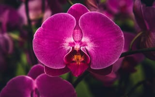 Картинка орхидея, цветок, цветы, растение, растения, цветочный, фиолетовый, розовый