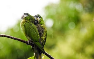 Картинка ара, макао, попугай, птица, птицы, животное, животные, зеленый, дождь