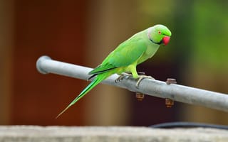 Картинка индийский кольчатый попугай, попугай, птица, птицы, животное, животные, зеленый