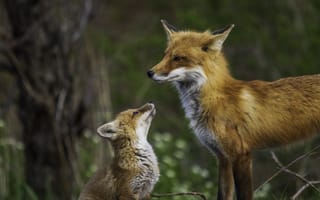 Картинка лиса, животное, животные, природа, детеныш, маленький, лес, деревья, дерево