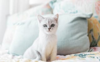 Картинка кот, кошки, кошка, кошачьи, домашние, животные, котенок, маленький, белый, кровать, подушка