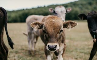 Картинка теленок, корова, детеныш, рогатый, животное, животные, природа, стадо, много