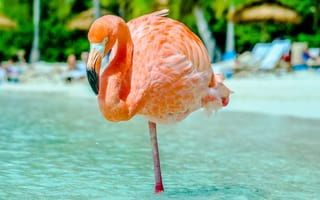 Картинка фламинго, птица, птицы, животное, животные, море, океан, вода, розовый