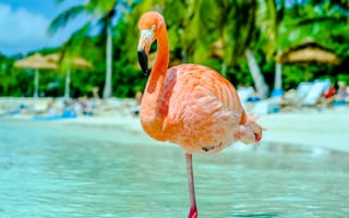 Картинка фламинго, птица, птицы, животное, животные, море, океан, вода, пляж