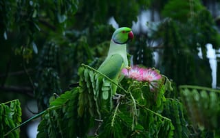 Картинка индийский кольчатый попугай, попугай, птица, птицы, животное, животные, дерево, зеленый