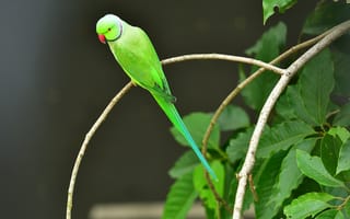 Картинка индийский кольчатый попугай, попугай, птица, птицы, животное, животные, дерево, зеленый