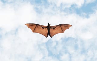 Картинка летучая мышь, мышь, животные, животное, природа, небо, облака, туча, облако, тучи, полет