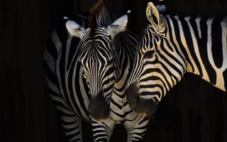 Картинка животные, природа, зебра, темный, черный