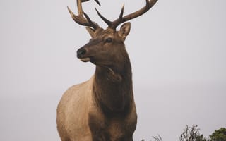 Картинка лось, туле, животное, олень, животные, природа, рог, рога