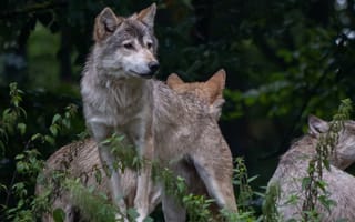 Картинка волк, дикий, хищник, животное, животные, природа, лес, деревья, дерево