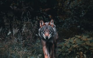 Картинка волк, дикий, хищник, животное, животные, природа, лес, деревья, дерево