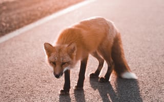 Картинка лиса, животное, животные, природа, вечер, закат, заход, дорога