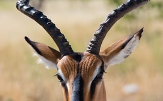 Картинка антилопа, животные, животное, природа, рог, рога