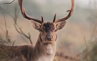 Картинка животные, природа, олень, самец, рог, рога