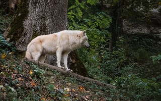 Картинка волк, дикий, хищник, животное, животные, природа, лес, деревья, дерево, осень