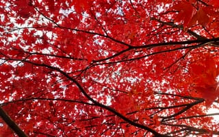 Картинка осень, осенние, время года, сезоны, сезонные, кленовый лист, лист, клен, листья, листва, осеньfoliage, ветка