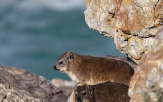 Картинка животные, природа, вомбат, грызун, животное