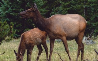 Картинка животные, животное, природа, лось, олень, самка, детеныш, маленький, лес, деревья, дерево, лесной