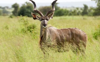 Картинка животные, природа, косуля, олень, животное, саванна, сухая, Африка, африканская