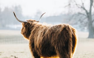 Картинка бык, рогатый, животные, животное, природа