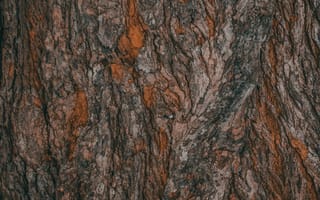 Картинка текстурный, текстурные, текстура, текстуры, фон, кора, деревянный, деревянная, поверхность