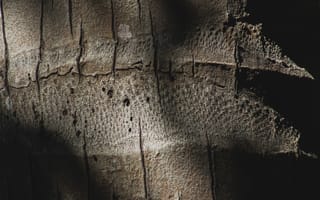 Картинка текстурный, текстурные, текстура, текстуры, фон, кора, деревянный, деревянная