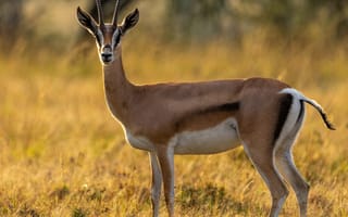 Картинка косуля, олень, животное, животные, природа, вечер