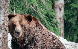 Картинка животные, природа, медведь
