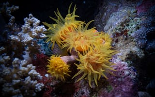 Картинка анемона, цветок, коралл, коралловый риф, экзотический, тропическая, подводный мир, подводный, море, океан, вода