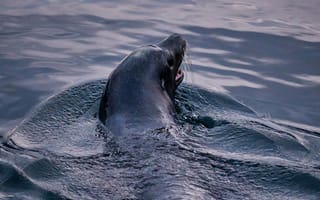 Картинка животные, природа, тюлень, вода, море, океан