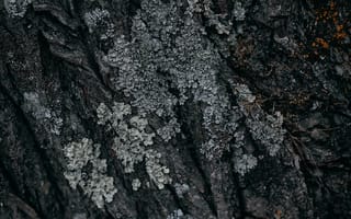 Картинка текстурный, текстурные, текстура, текстуры, фон, деревянный, деревянная, кора