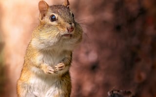 Картинка животные, природа, бурундук, грызун, животное