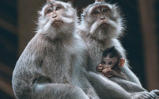 Картинка животные, животное, природа, обезьяна, примат, детеныш, маленький