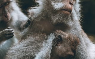 Картинка животные, животное, природа, обезьяна, примат, детеныш, маленький