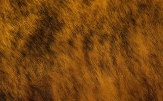 Картинка текстурный, текстурные, текстура, текстуры, фон, поверхность, пушистый, мохнатый, мех, шерсть