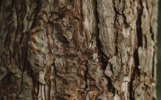 Картинка текстурный, текстурные, текстура, текстуры, фон, деревянный, деревянная, кора