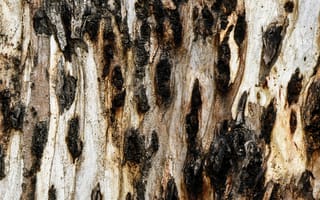 Картинка текстурный, текстурные, текстура, текстуры, фон, поверхность, деревянный, деревянная