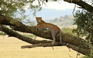 Картинка леопард, барс, дикие кошки, дикий, кошки, большие кошки, большая кошка, хищник, животные, саванна, сухая, Африка, африканская, дерево