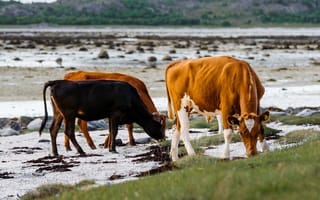 Картинка животные, животное, природа, корова, рогатая