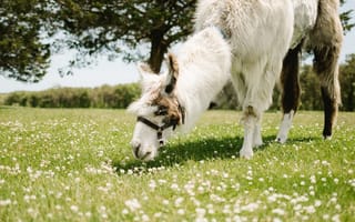 Картинка лама, животное, животные, природа, луг, трава, растение, зеленый