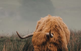 Картинка животные, природа, бык, рогатый, поле