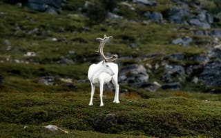 Картинка животные, животное, природа, олень